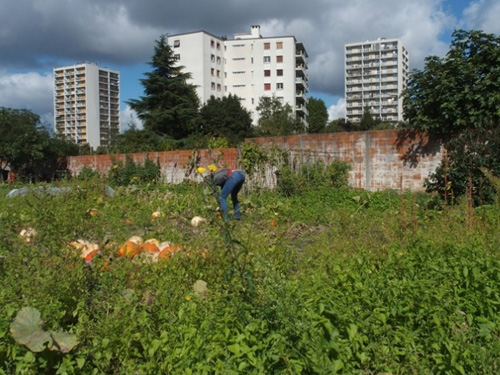 Petit glossaire des formes d’agriculture urbaine