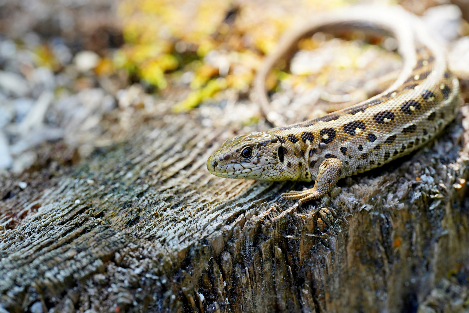 Lacerta agilis - Hemminki Johan