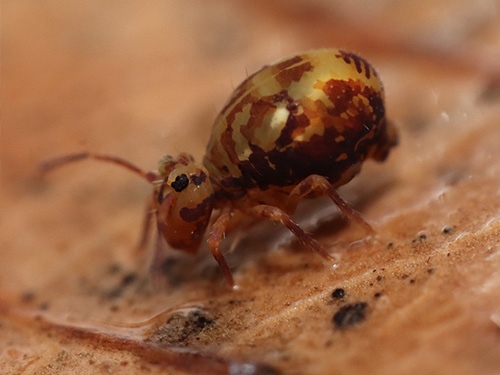 Atelier naturaliste d’initiation à la reconnaissance des arthropodes du sol