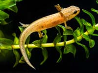 Atelier de perfectionnement à la reconnaissance des pontes et larves d’Amphibiens d’Île-de-France et aux chants des Pélophylax