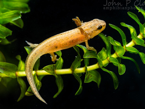 Atelier de perfectionnement à la reconnaissance des pontes et larves d’Amphibiens d’Île-de-France et aux chants des Pélophylax