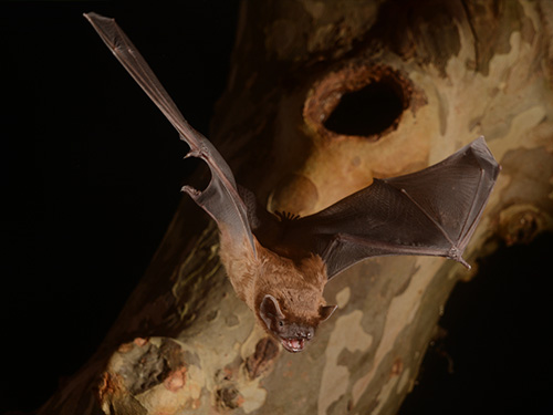 École régionale de chiroptérologie 2026