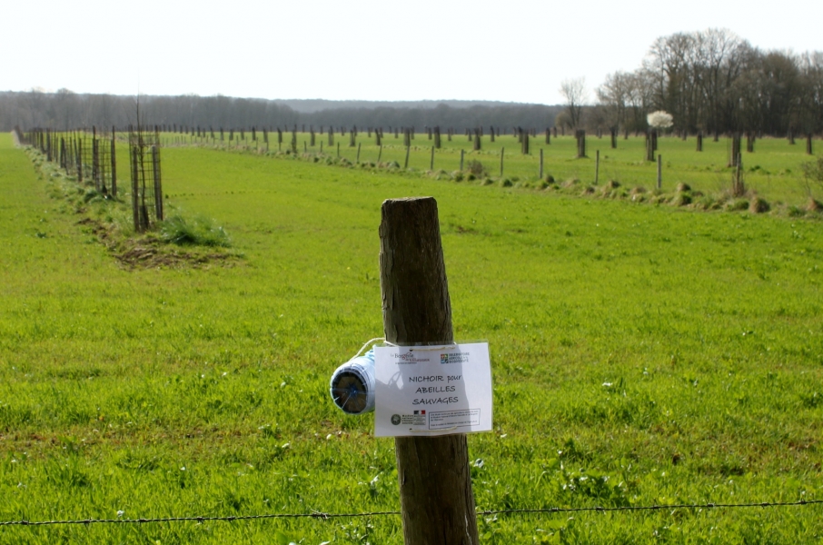 Installation de nichoirs à abeilles solitaires à la bergerie de Villarceaux. © Lucile Dewulf