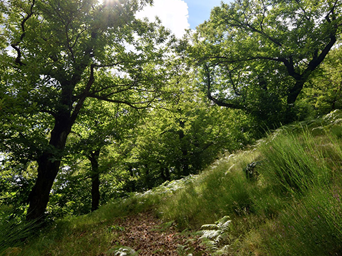 Cycle de webinaires "Arbres et forêts"