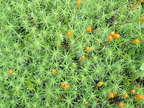 Atelier botanique d'initiation à la végétation bryophytique des habitats tourbeux d'Île-de-France