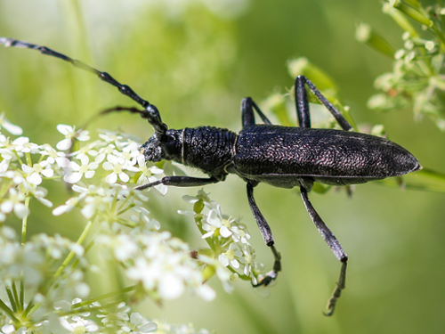 Atlas des Longicornes d’Île-de-France : le nouveau projet de l’Observatoire francilien des insectes