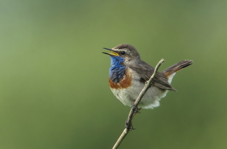 Gorgebleue à miroir. © Denis Attinault