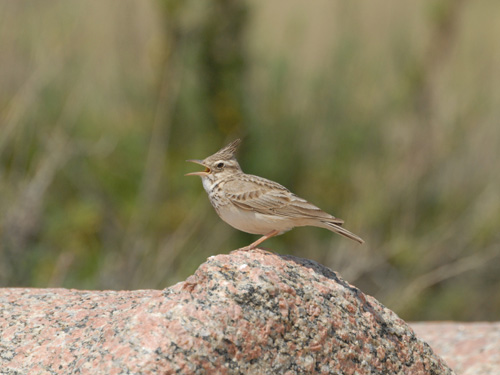 Retour - Assises ornithologiques franciliennes 2013