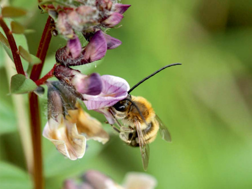 Rencontre "Abeille et pollinisateurs" (2013)