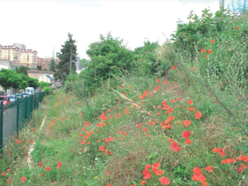 Rencontre "talus ferroviaires & biodiversité" (2012)