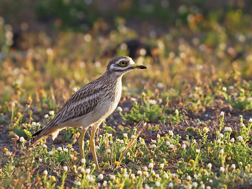 Rencontres naturalistes d'Île-de-France 2025