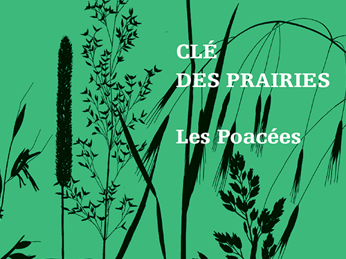 La clé des prairies - Les Poacés - (2017)