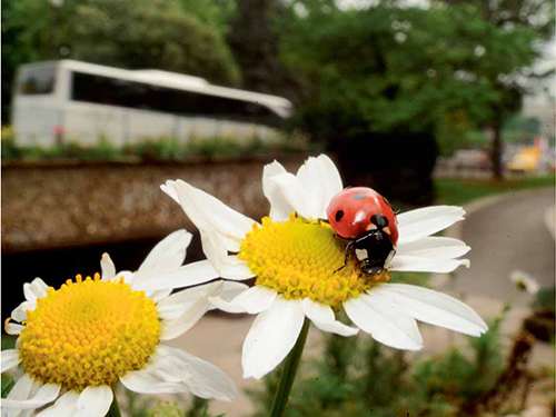 Villes et agglomérations françaises et européennes "Politiques urbaines & biodiversité" (2012)