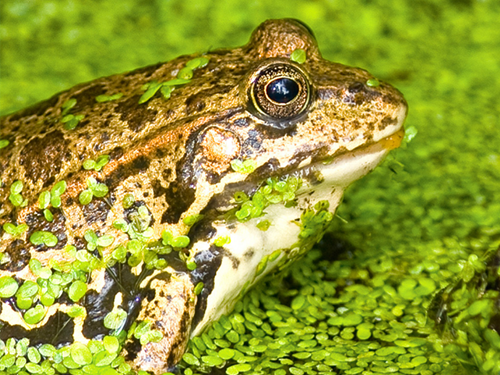 Cérémonies des reconnaissances « Territoire engagé pour la nature »