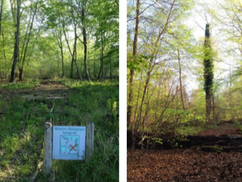 Les forêts à forte naturalité en milieu périurbain : localisation et enjeux en Île-de-France (2015)