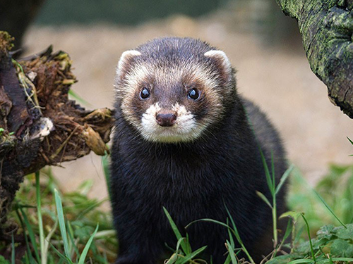 Rencontres naturalistes d’Île-de-France 2021