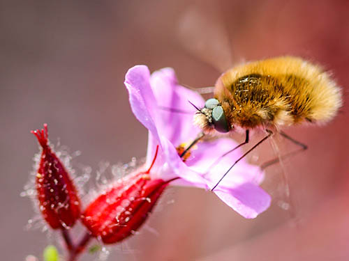 Sobriété et Biodiversité : enjeux, actions, outils et financements