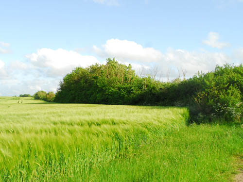 Comment les agriculteurs favorisent et mobilisent le vivant ?