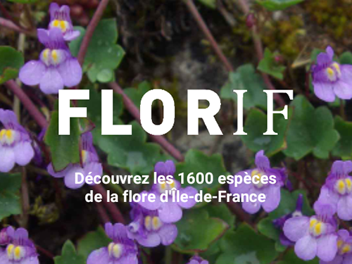 Florif