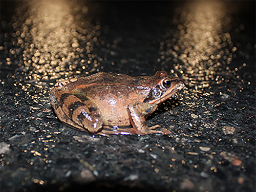 Inventaire des routes traversées par les amphibiens