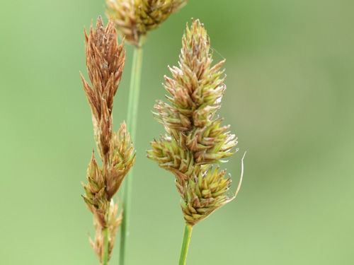 Flore et végétations d’Île-de-France