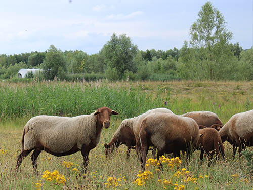 Forum régional des gestionnaires d'espaces naturels 2021