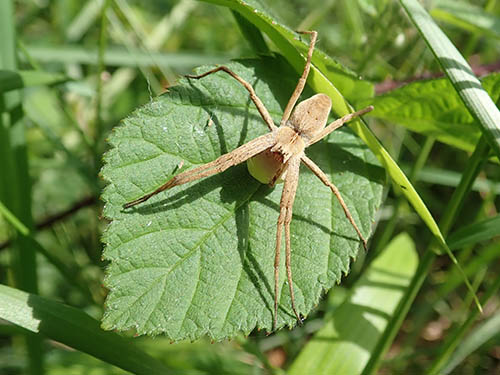 Atelier naturaliste de perfectionnement à l’arachnologie