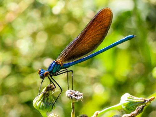 École régionale d'entomologie 2021 : Session "débutant(e)s"