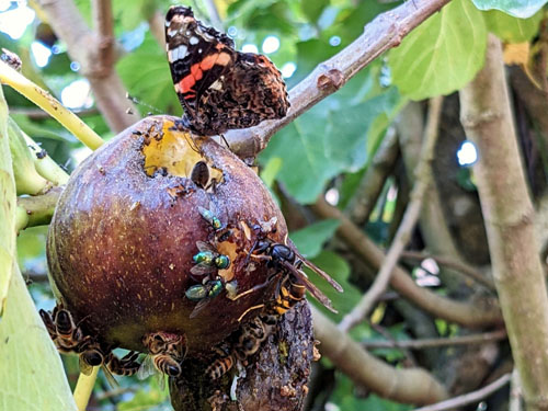 Quelles relations entre espèces exotiques envahissantes et biodiversité en Île-de-France ?