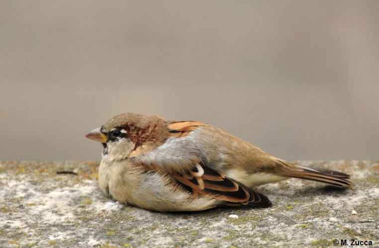 Moineau domestique © Maxime Zucca