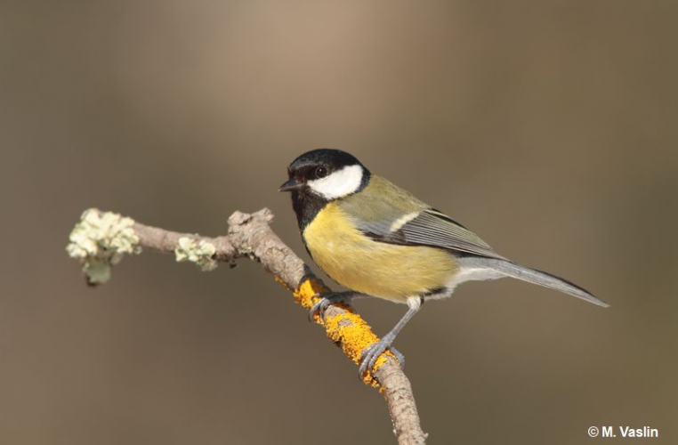 Mésange charbonnière © Maxime Zucca