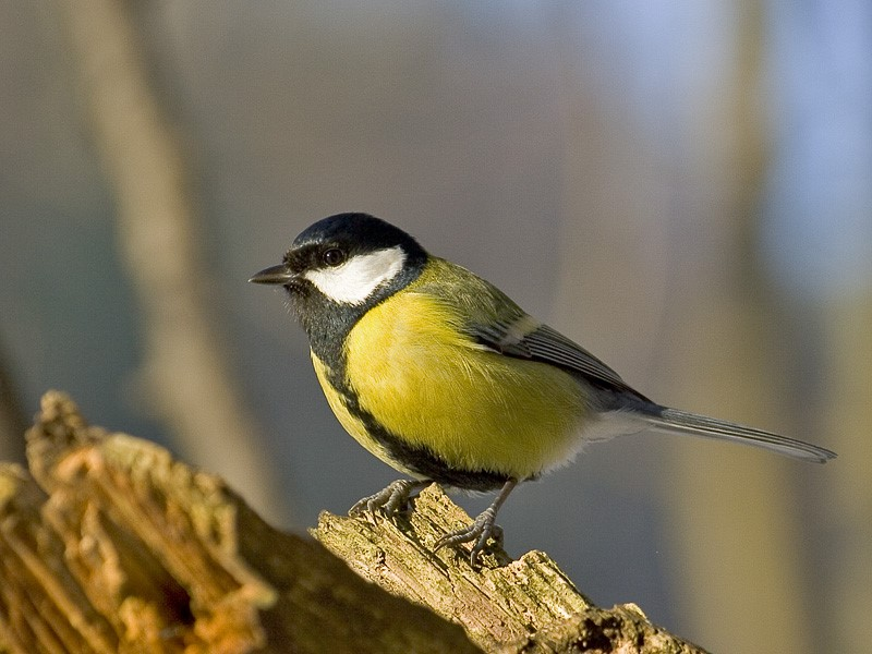 Nichoir à balcon pour Mésange bleue et Mésange charbonnière