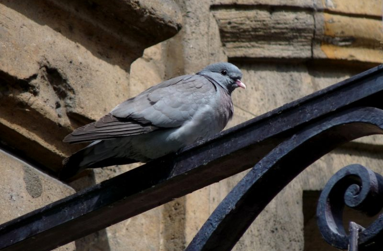 Pigeon colombin © J. Lejeune
