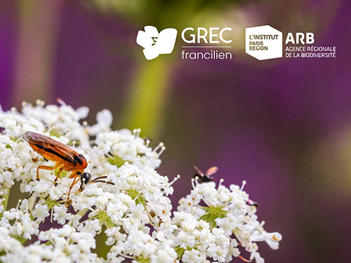École régionale des Fondamentaux de la biodiversité (ERFB)