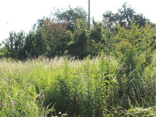 Indice de connectivité écologique des friches franciliennes