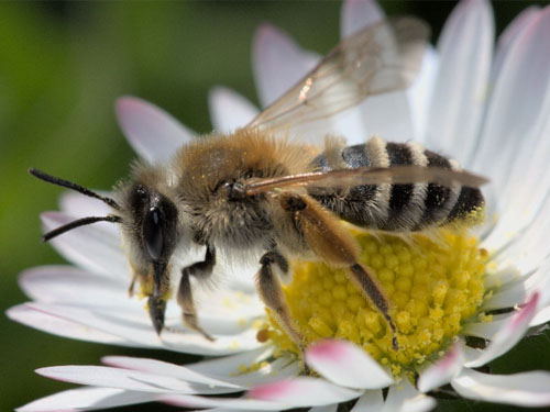 Les pollinisateurs sauvages en Île-de-France