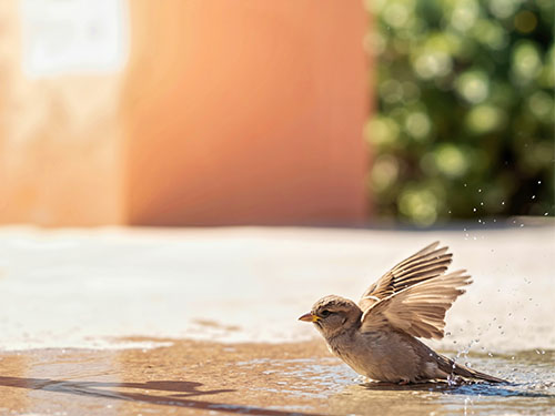 Alerte canicule : vous avez chaud ? La faune et la flore aussi  !