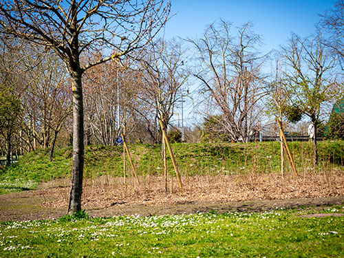 Coup d'œil sur….Les micro-forêts urbaines