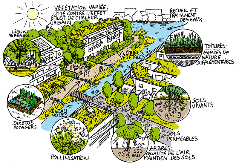 Illustration : Boris Transinne pour L'Institut Paris Region (ARB ÎdF)