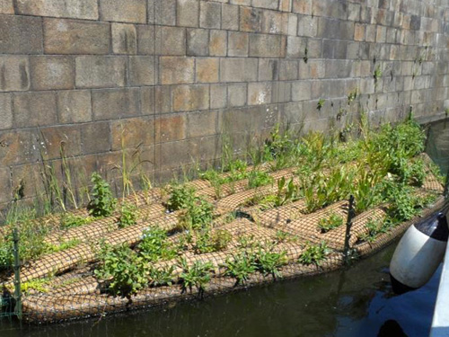 Biodiversité & radeaux végétalisés ?