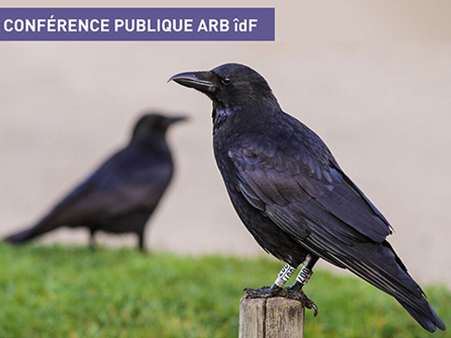 Conférence publique "Les corneilles à Paris" (2018)