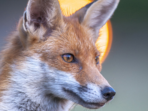 Conférence publique ARB îdF : Le Renard