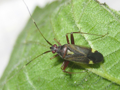 Découvertes naturalistes marquantes de l’année 2018 en Île-de-France