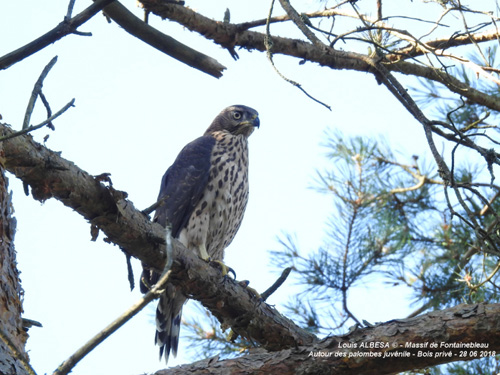 Des nouvelles des rapaces franciliens