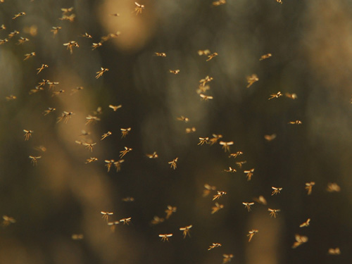 Enquête "Insectes aériens"