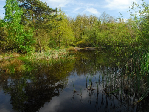 Etude sur l'ADN environnemental des mares