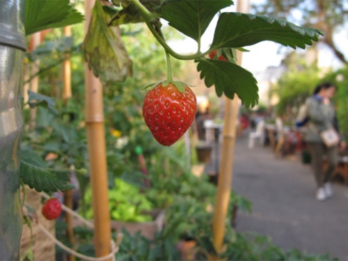 L’agriculture urbaine, vers une reconnexion ville-nature