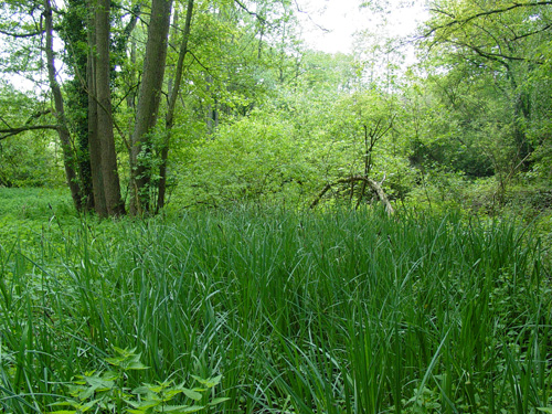 La réserve naturelle régionale du site géologique de Vigny-Longuesse