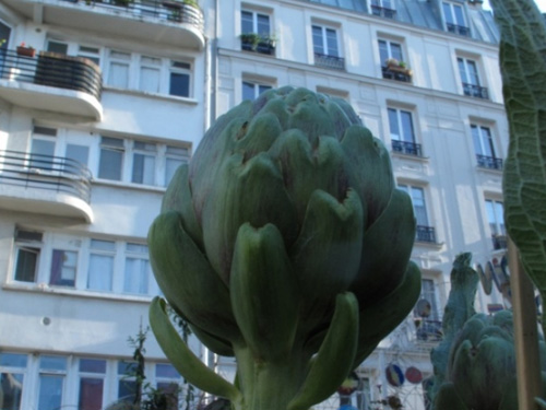 Qu’est-ce que l’agriculture urbaine ?