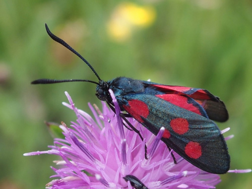 Redécouverte d’une espèce de papillon non revue en Île-de-France depuis 35 ans